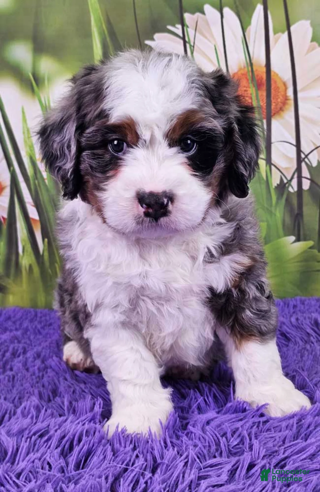 Mini Bernedoodle dogs for sale: Dappler - Ad 1