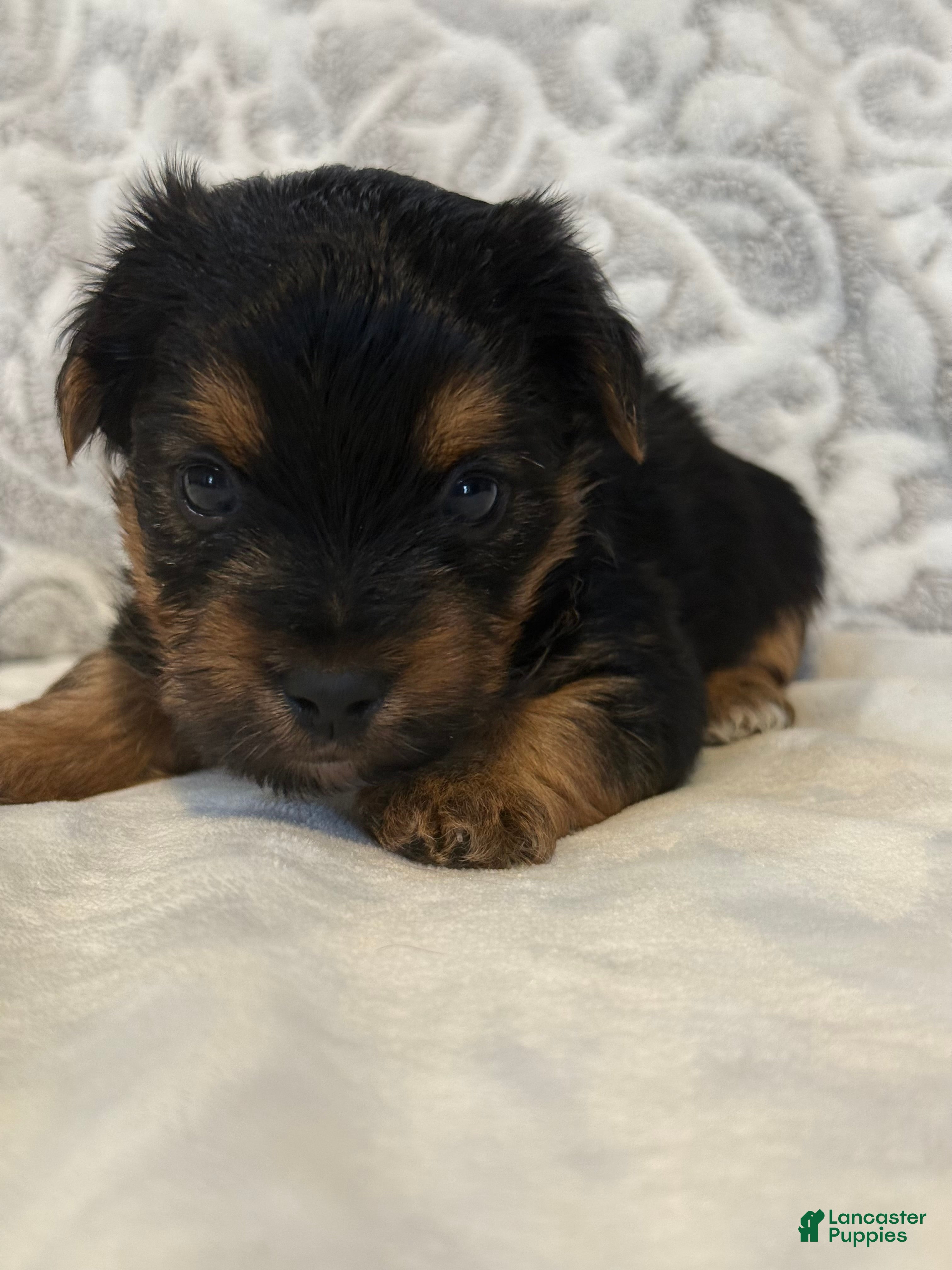 Yorkshire Terrier dogs Lucky - Ad 2