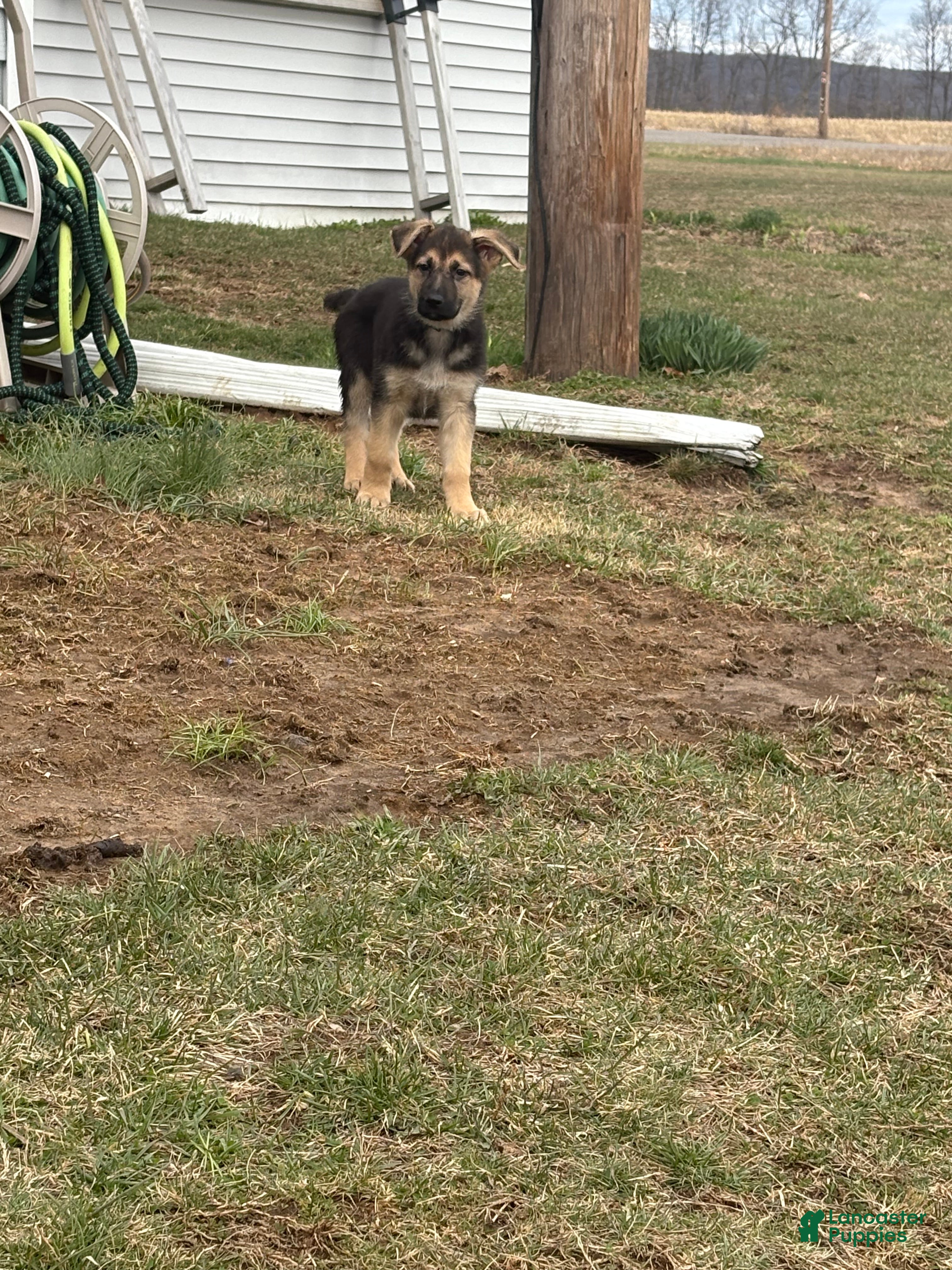 German Shepherd dogs German Shepherd Puppy 2 - Ad 41