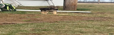 German Shepherd Puppy 2