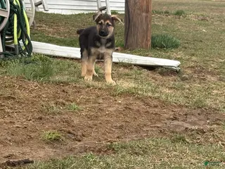 German Shepherd dogs German Shepherd Puppy 2 - Ad 41