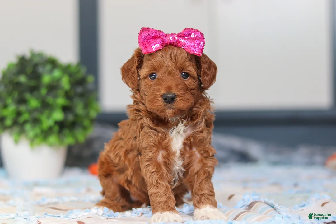Mini Goldendoodle dogs for sale: Nikki - Ad 3
