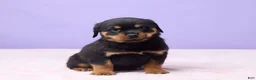 Rottweiler dogs for sale: Igor - Ad 3