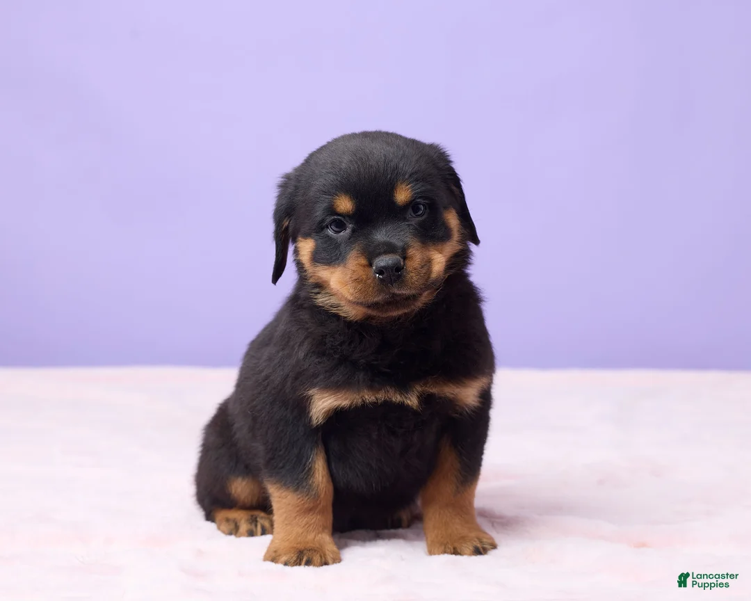 Rottweiler dogs for sale: Igor - Ad 3