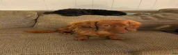 Dachshund dogs for sale: Dachshund 2 - Ad 5