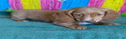 Miniature Dachshund dogs for sale: Bentley - Ad 1