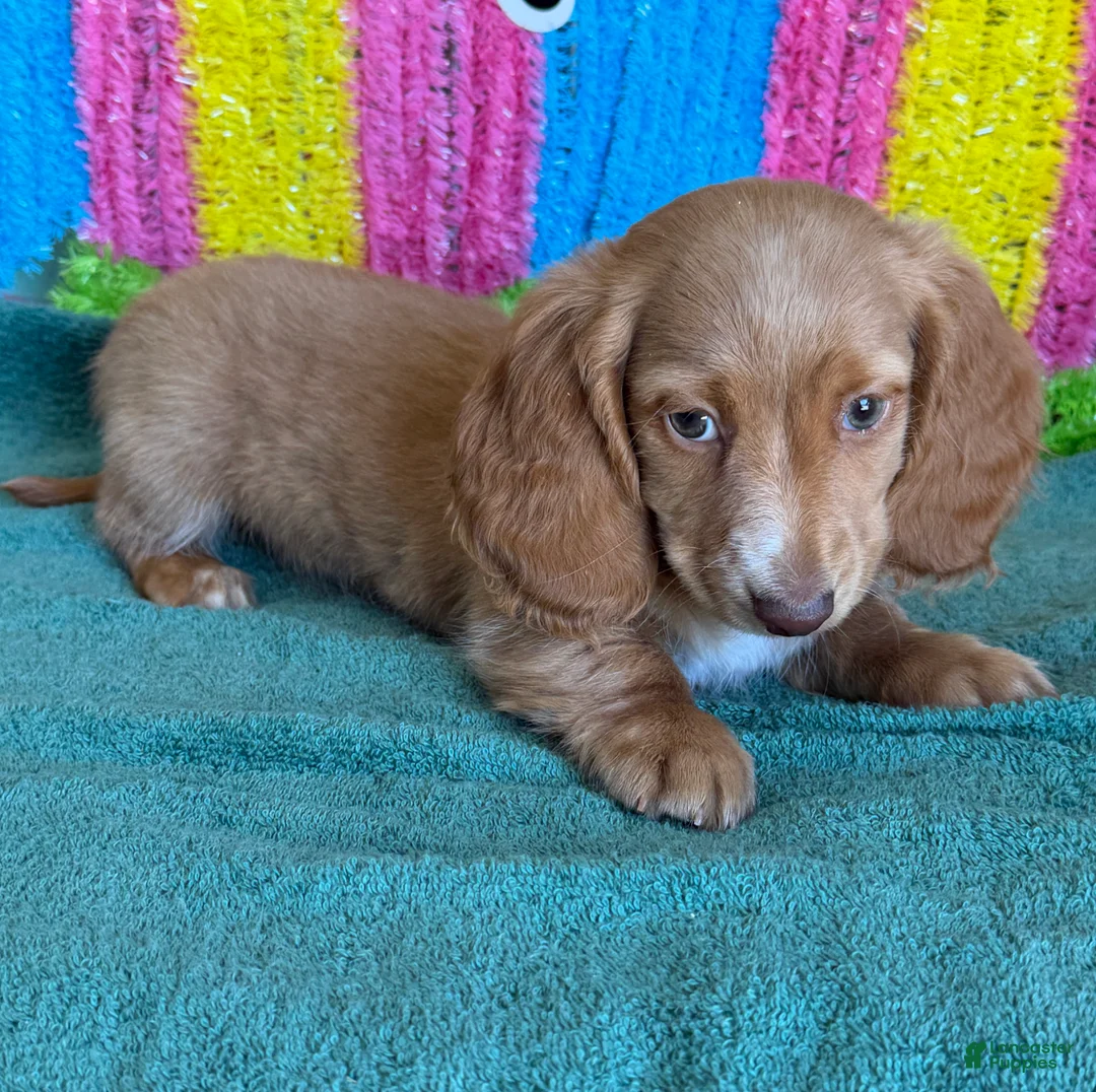 Miniature Dachshund dogs for sale: Bentley - Ad 1