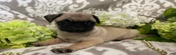 Pug dogs for sale: Rose - Ad 3