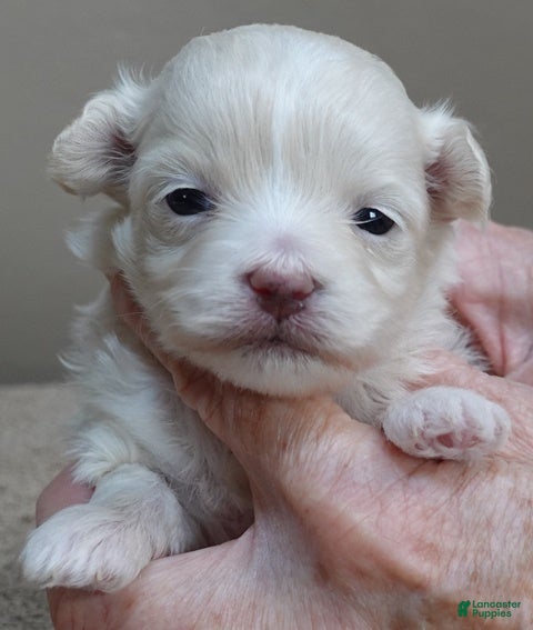 Maltipoo dogs Genevieve - Ad 9