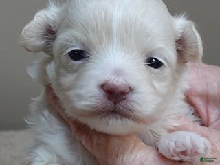 Maltipoo dogs Genevieve - Ad 33