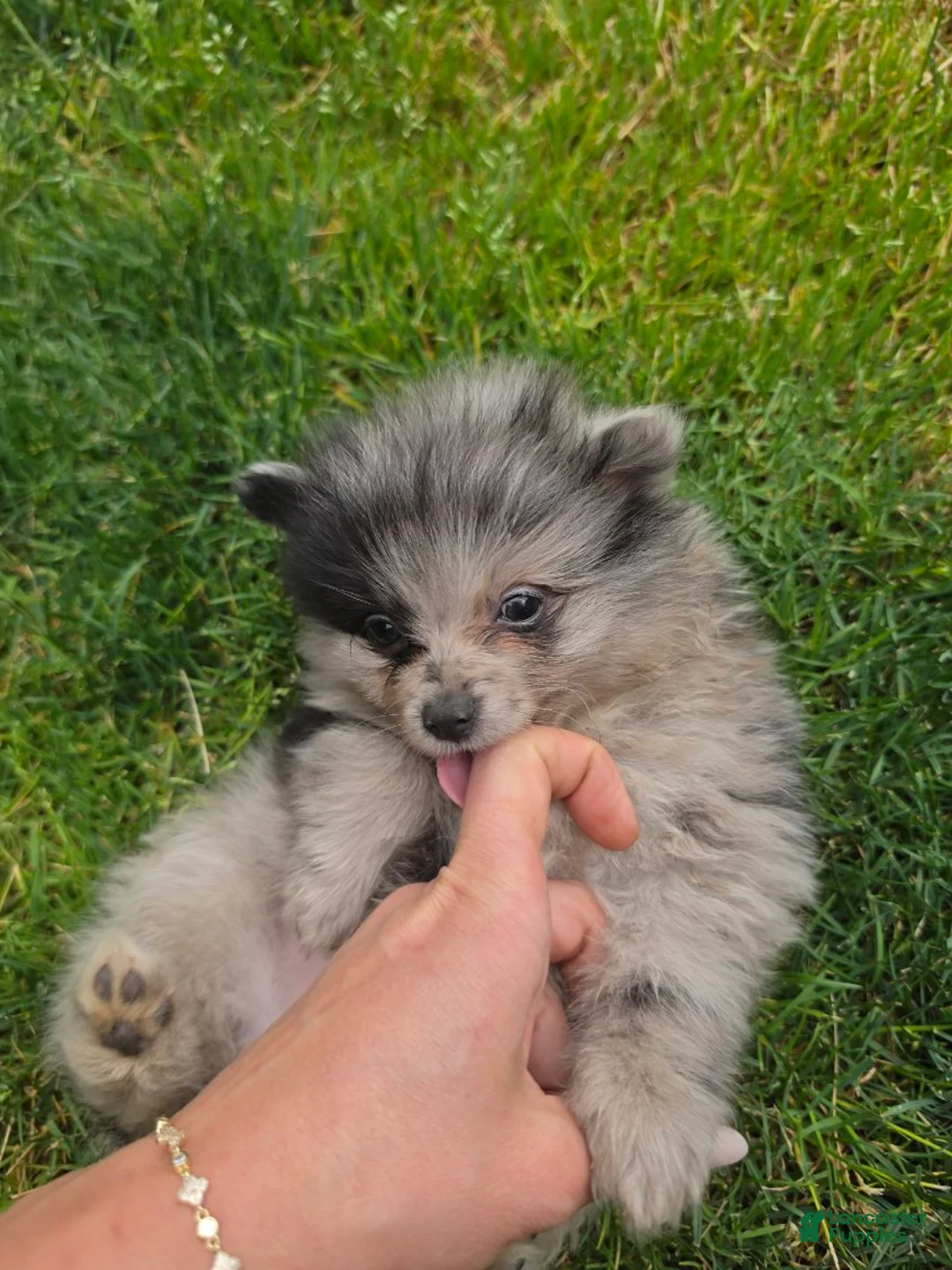 Pomeranian dogs for sale: Boy 3 - Ad 2