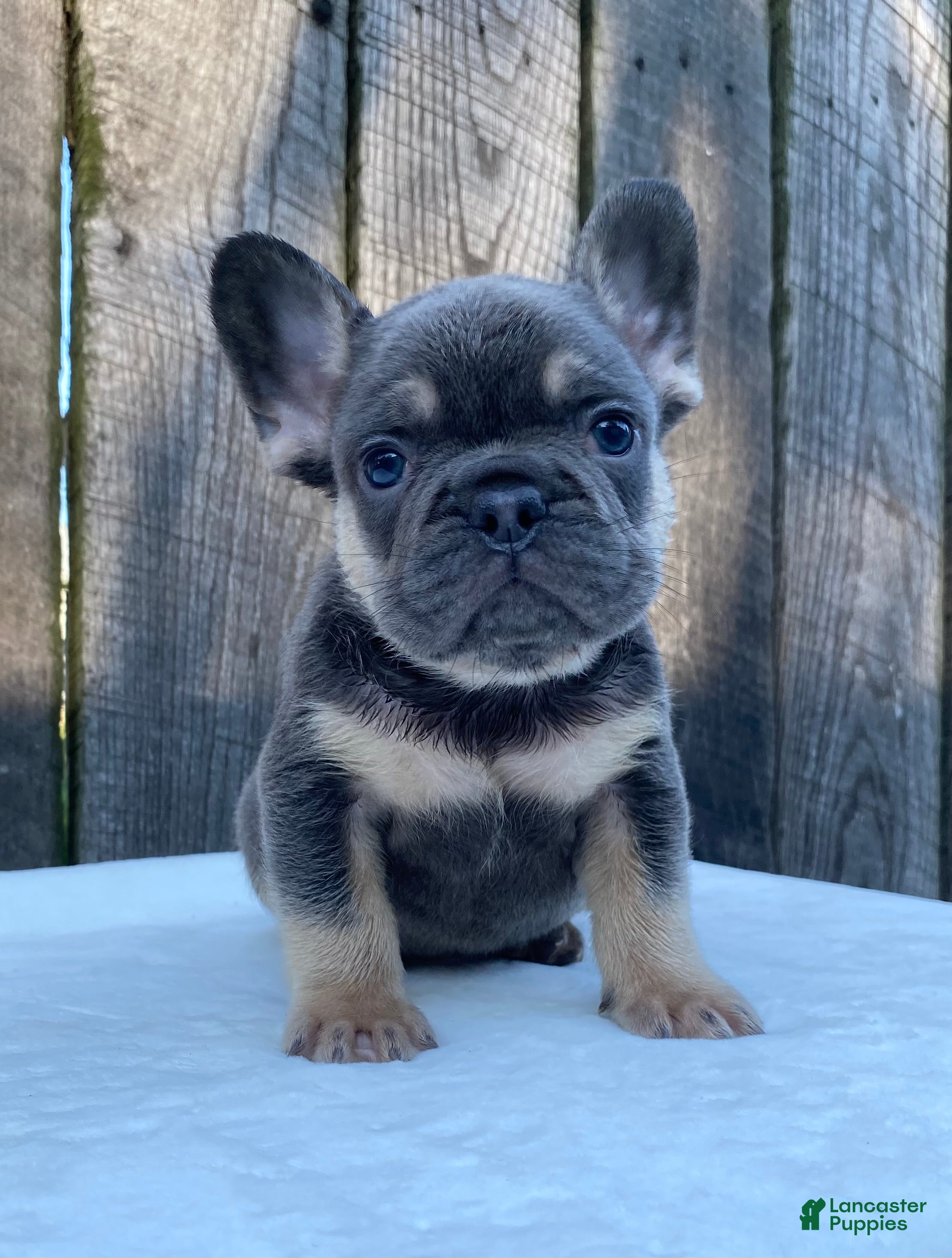 French Bulldog dogs Dexter - Ad 1