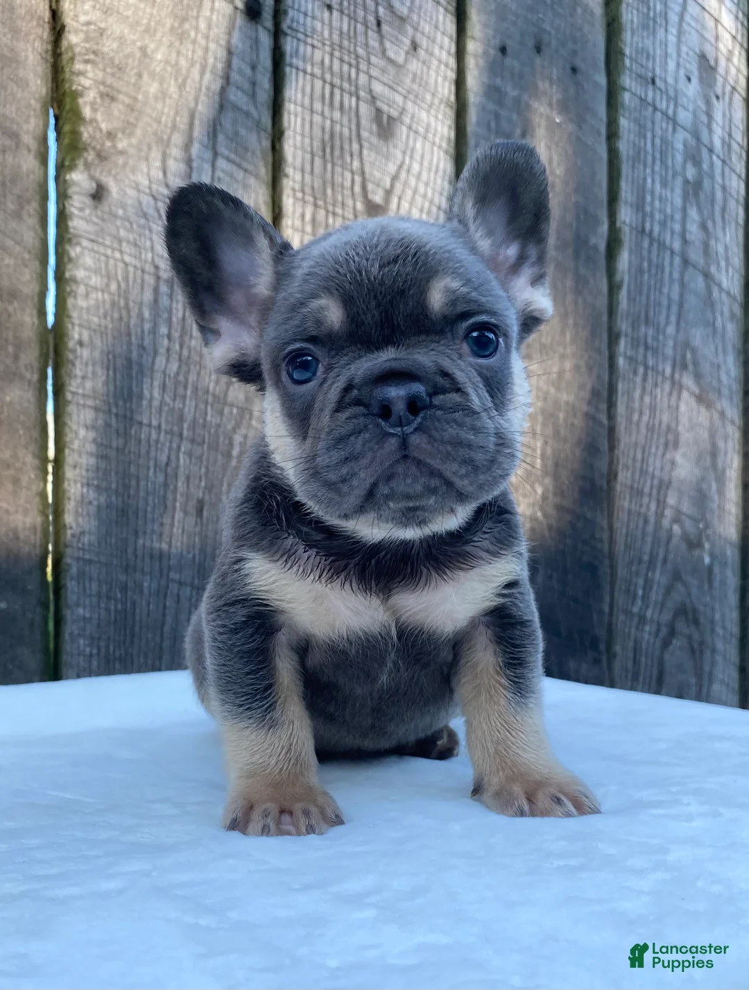 French Bulldog dogs for sale: Dexter - Ad 1