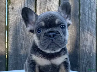 French Bulldog dogs for sale: Dexter - Ad 4