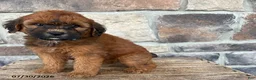 Whoodle dogs for sale: Montana - Ad 3