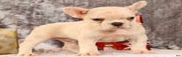 French Bulldog dogs for sale: Jasper - Ad 8