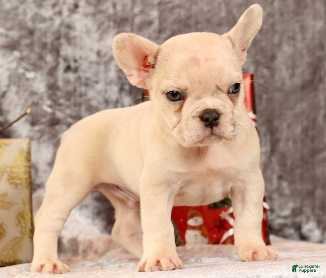 French Bulldog dogs for sale: Jasper - Ad 8
