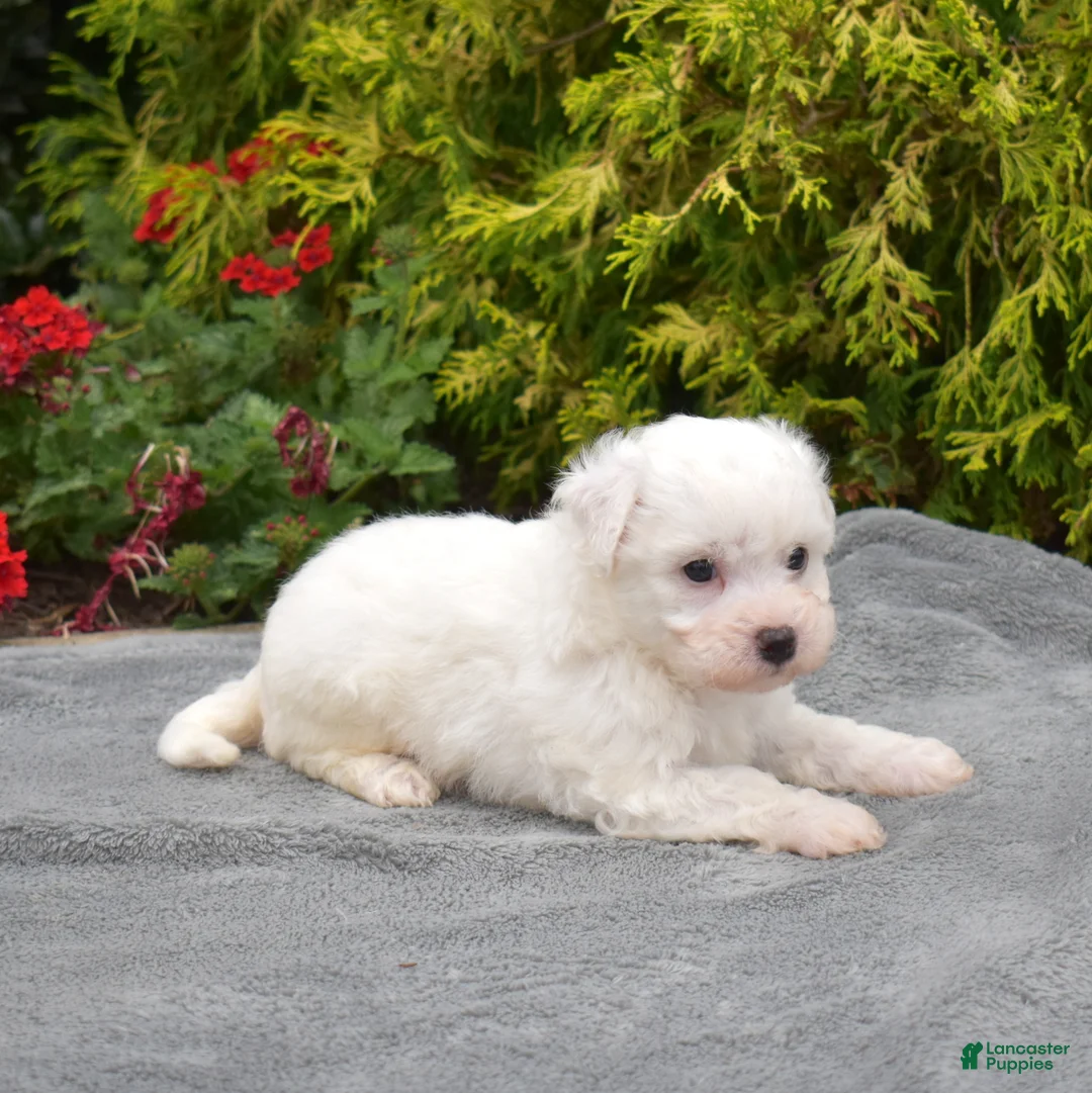 Bichon Frise dogs for sale: Rio (Tiny) - Ad 6