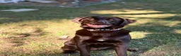 Mixed Breed dogs for sale: Nellie - Ad 2