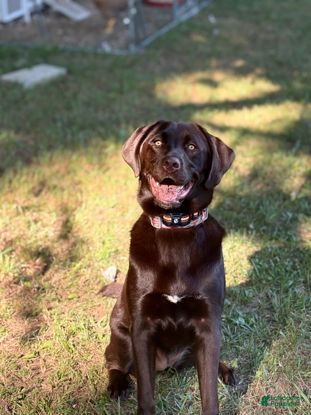 Mixed Breed dogs for sale: Nellie - Ad 2