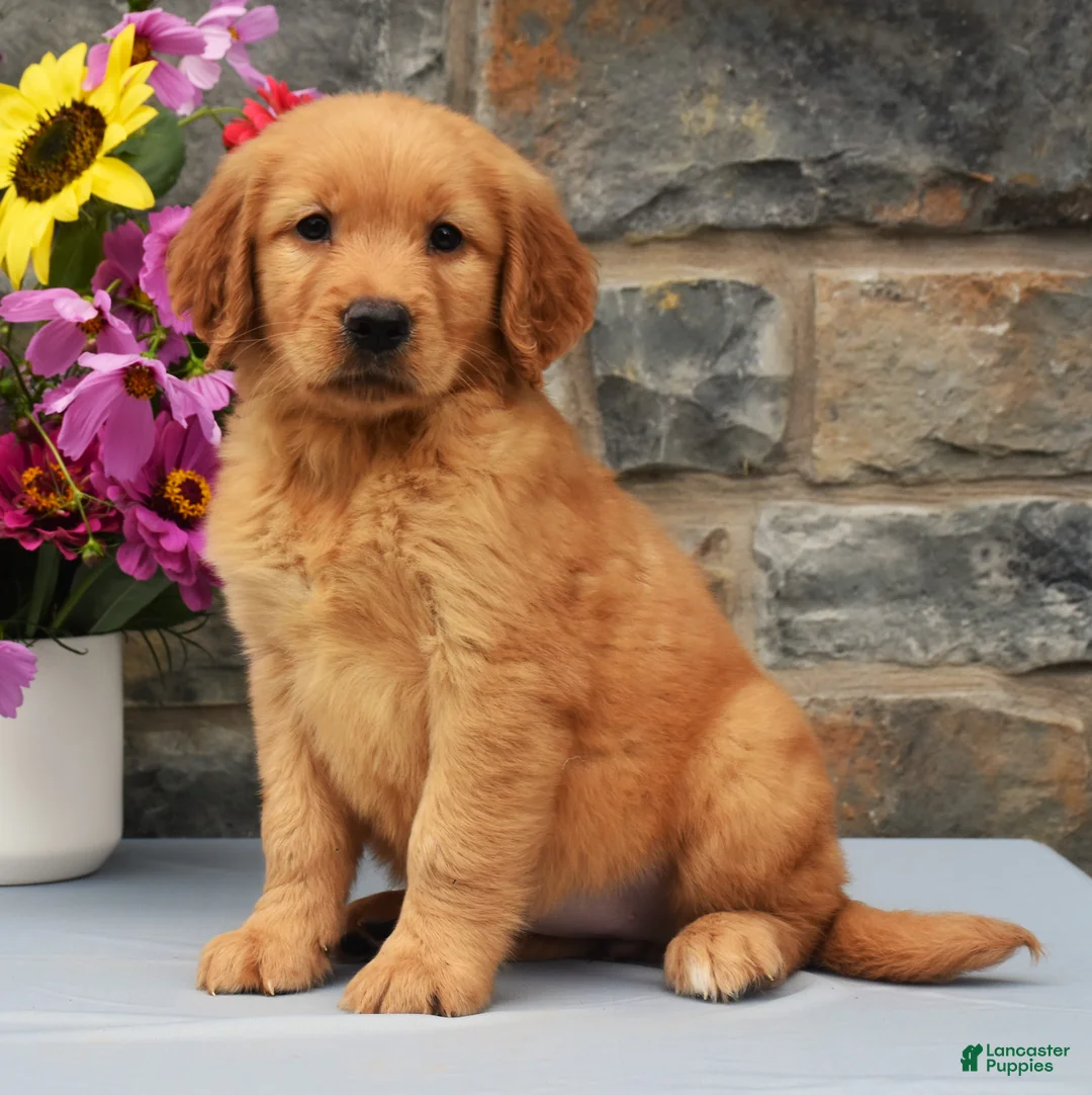 Golden Retriever dogs for sale: Shania - Ad 1