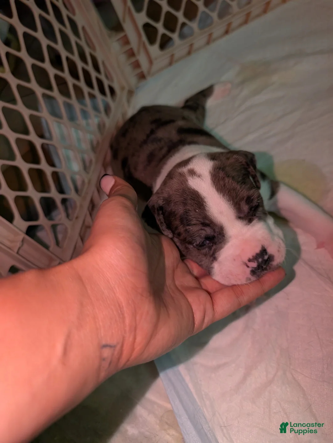American Pit Bull Terrier dogs for sale: Rocco - Ad 1