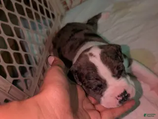 American Pit Bull Terrier dogs Rocco - Ad 11