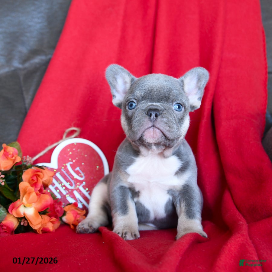 French Bulldog dogs Lilly - Ad 32
