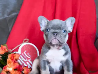 French Bulldog dogs Lilly - Ad 32