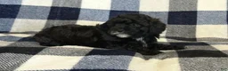 Miniature Poodle dogs for sale: Maggie - Ad 3
