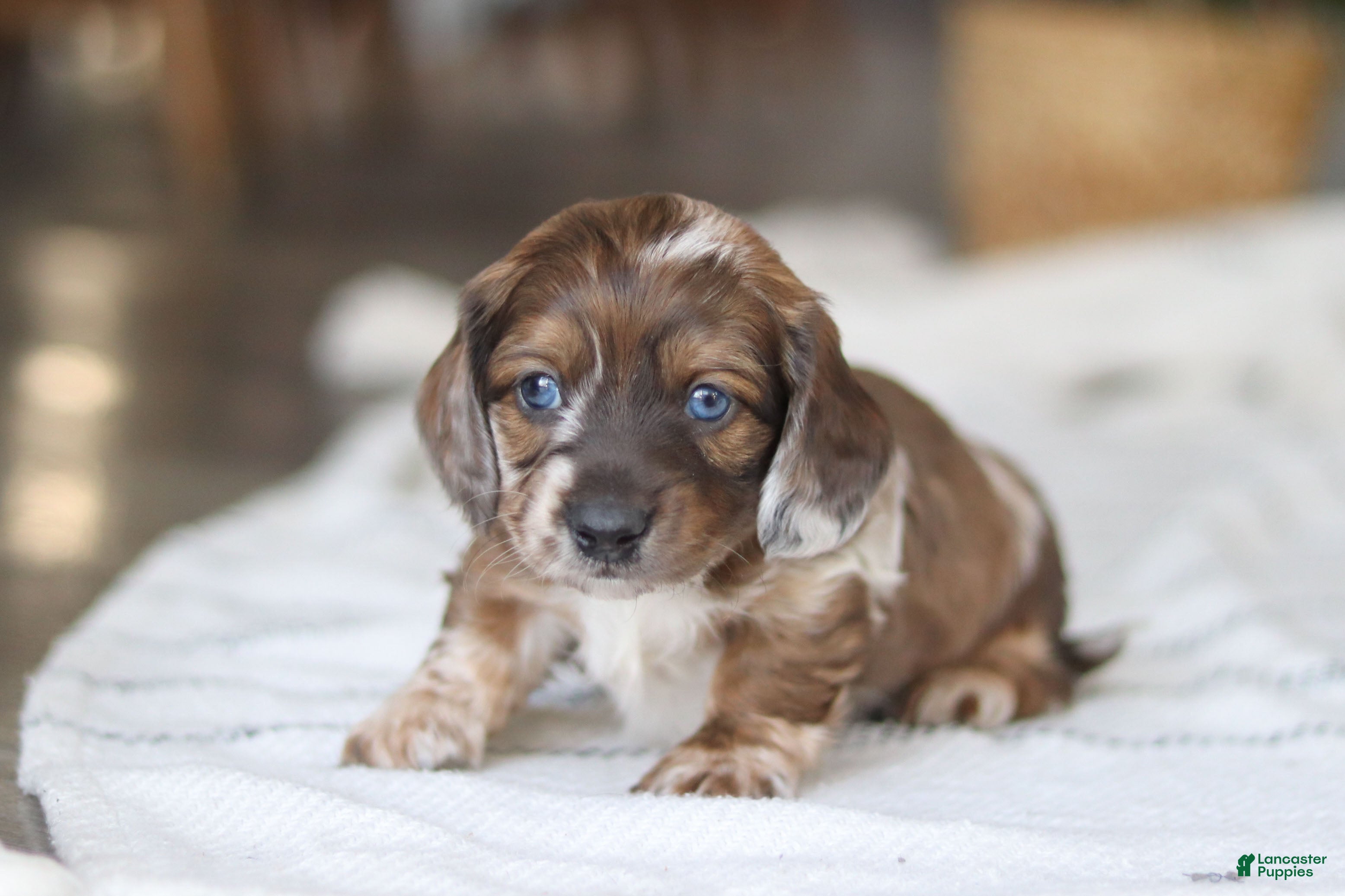 Miniature Dachshund dogs Keilbasa - Ad 3