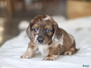 Miniature Dachshund dogs Keilbasa - Ad 3