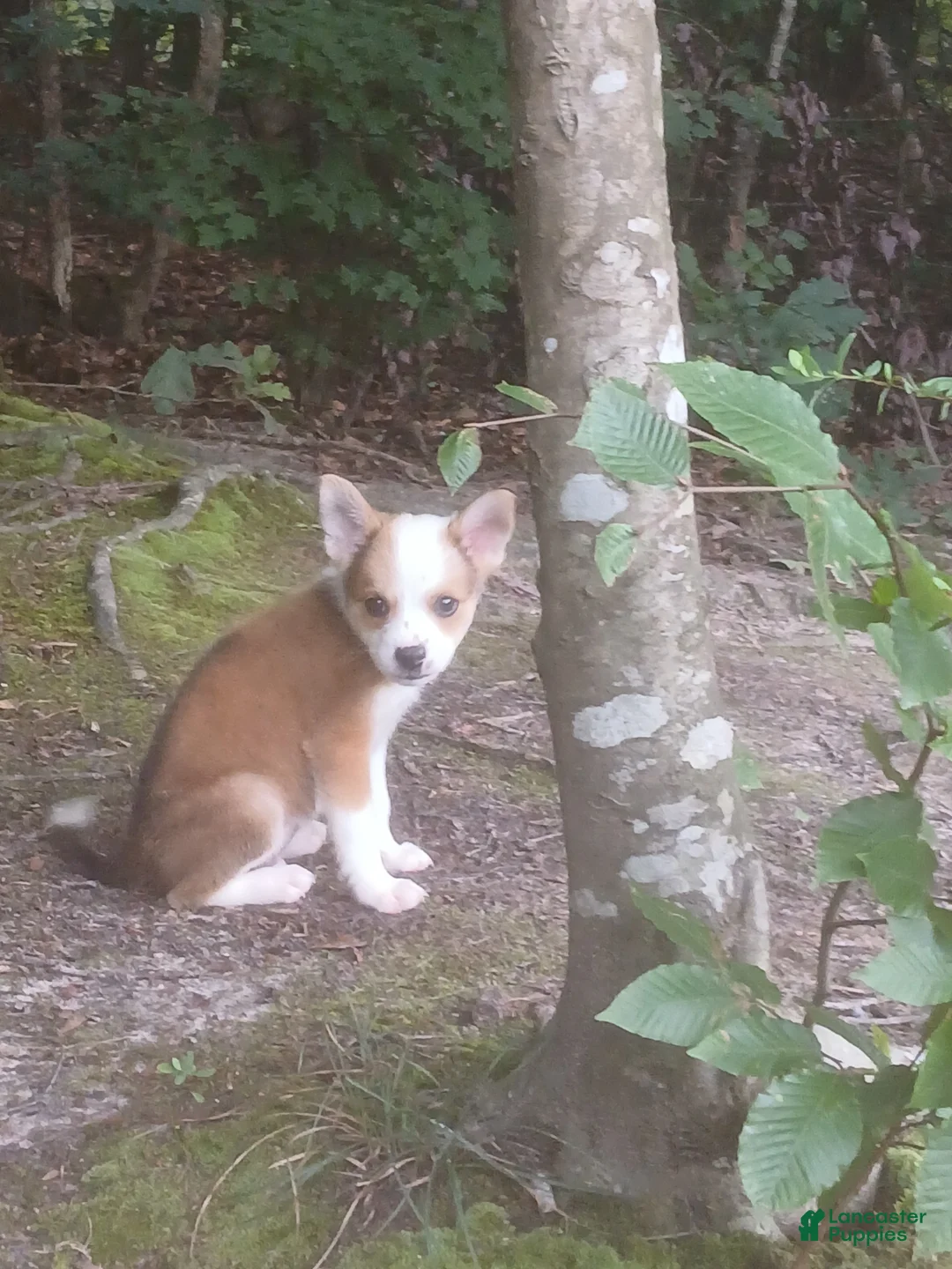 Mixed Breed dogs for sale: Sonnie - Ad 1