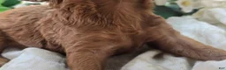 Cavapoo dogs for sale: Firefly - Ad 5