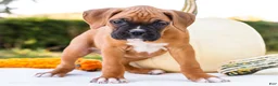 Boxer dogs for sale: Oscar Boxer - Ad 7