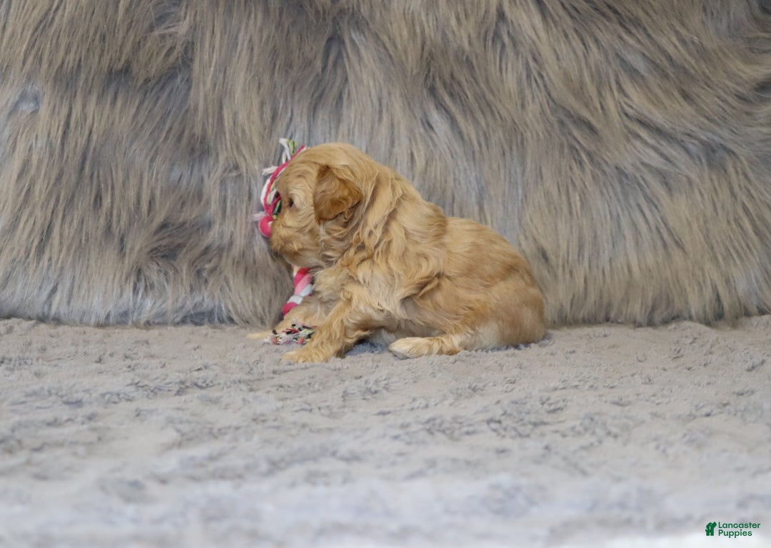 Havapoo dogs for sale: Angie👨‍👨‍👦‍👦💞🐕Miniature - Ad 10