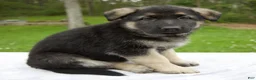 German Shepherd dogs for sale: Scarlet - Ad 4