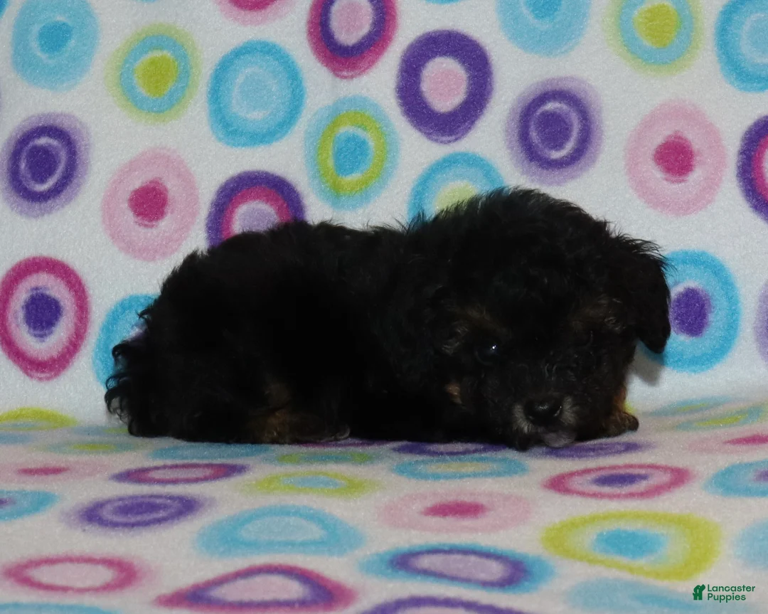 Miniature Poodle dogs for sale: Phantom male - Ad 2