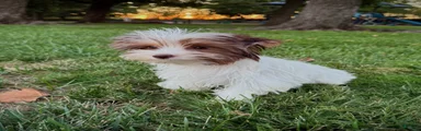 Cocobean