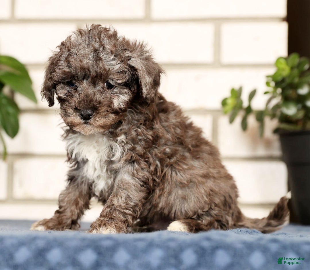 Havapoo dogs for sale: Evan - Ad 4