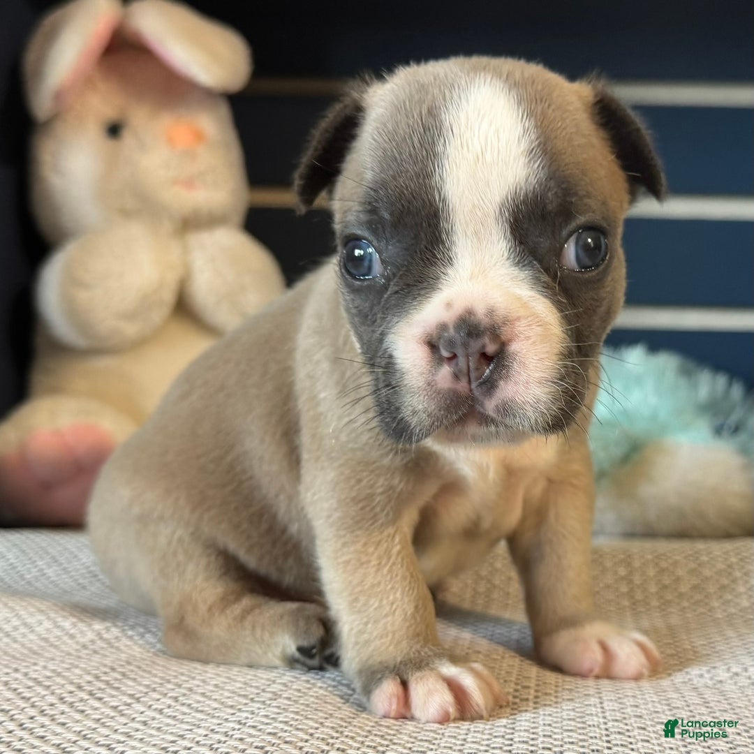 French Bulldog dogs for sale: Alex - Ad 14