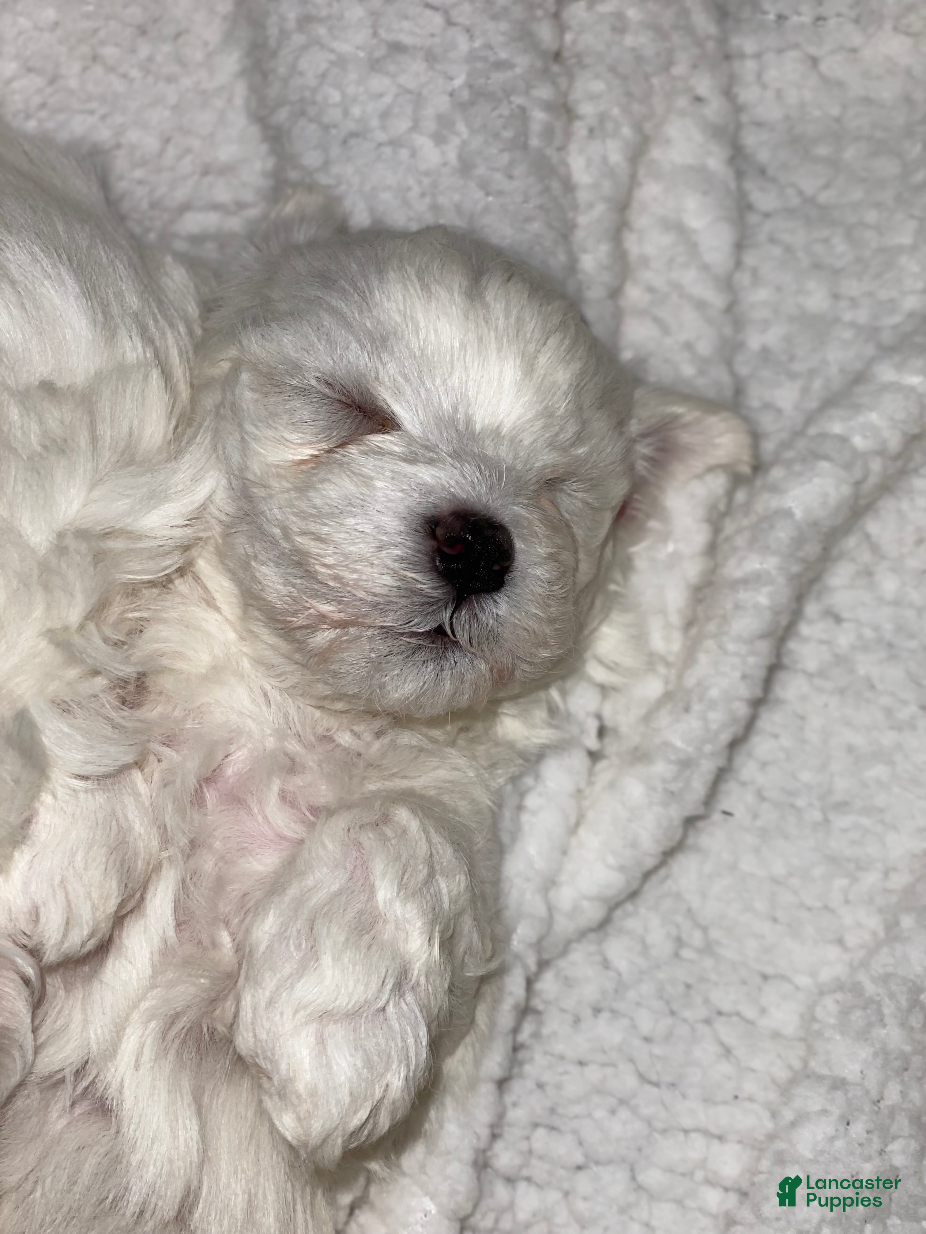 Maltipoo dogs Paisley - Ad 2