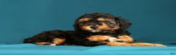 Miniature Poodle dogs for sale: Callie - Ad 5