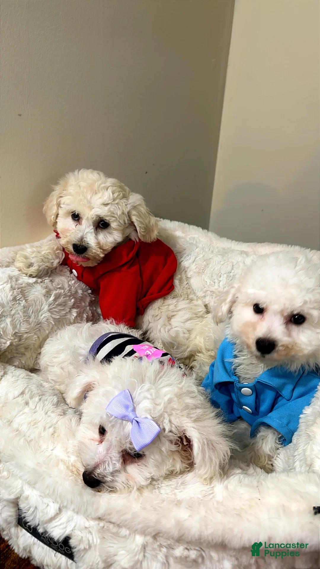 Maltipoo dogs for sale: Snoopy  - Ad 2