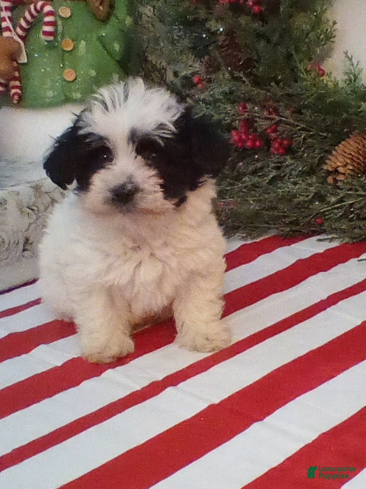 Havapoo dogs Benji - Ad 39