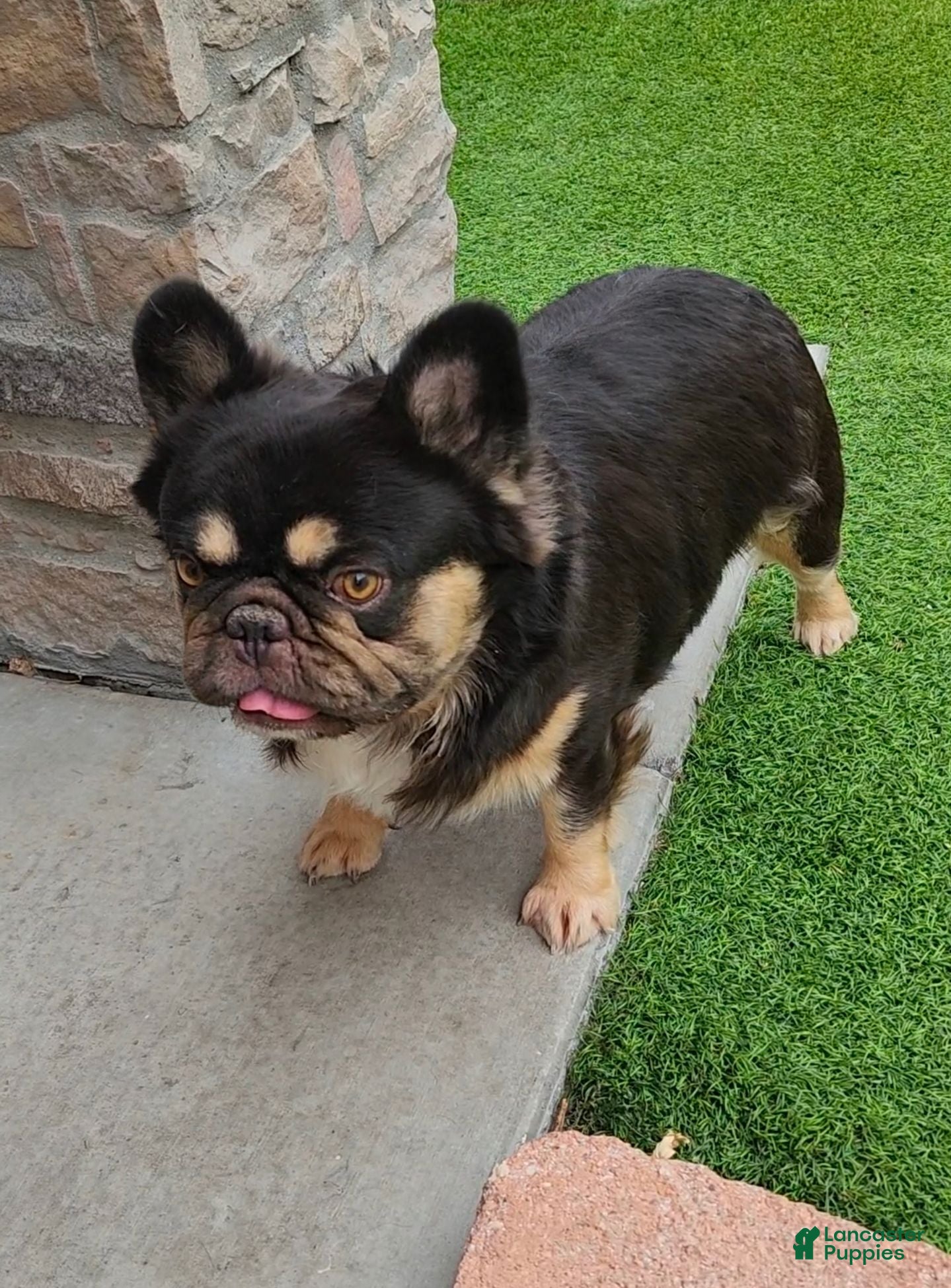 French Bulldog dogs Grizzly  - Ad 1