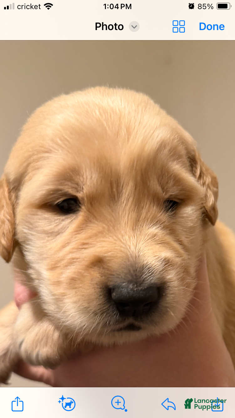 Golden Retriever dogs Golden Retriever 2 - Ad 37
