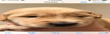 Golden Retriever 2