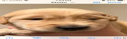 Golden Retriever dogs for sale: Golden Retriever 2 - Ad 1