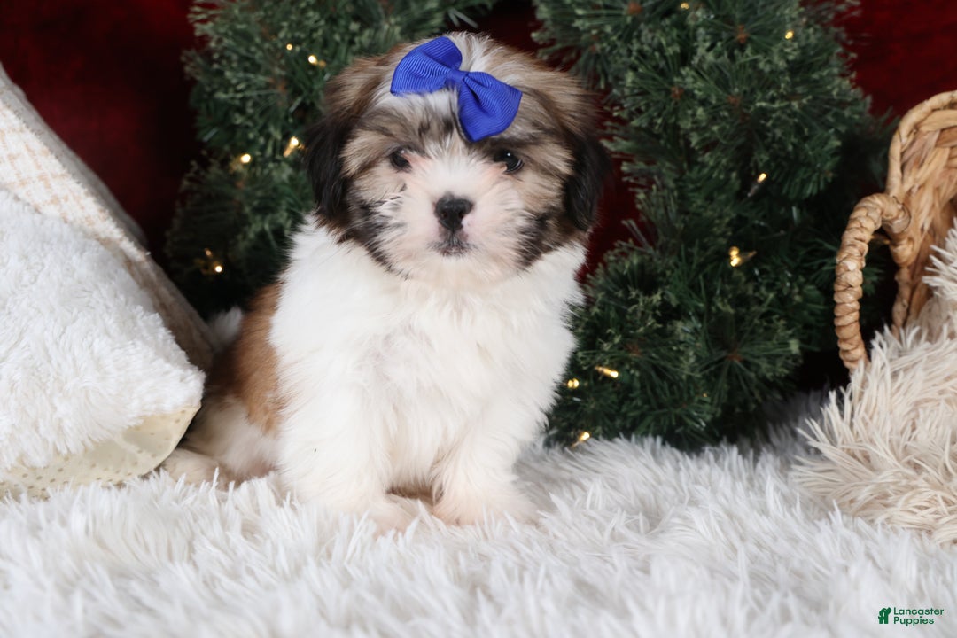 Shih Tzu dogs for sale: Jared - Ad 9